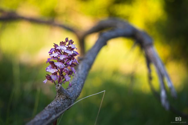 Orchis pourpre